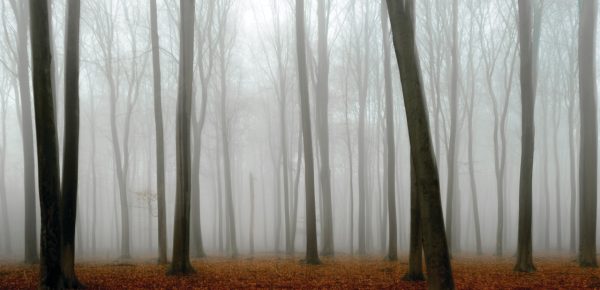 Forêt brumeuse au petit matin – Image 2