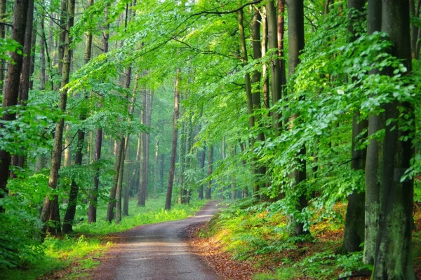 Forêt brumeuse au petit matin – Image 3