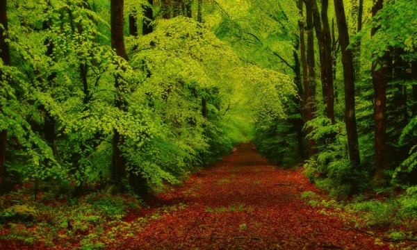 Forêt brumeuse au petit matin – Image 4