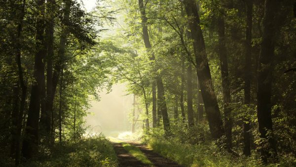 Forêt brumeuse au petit matin